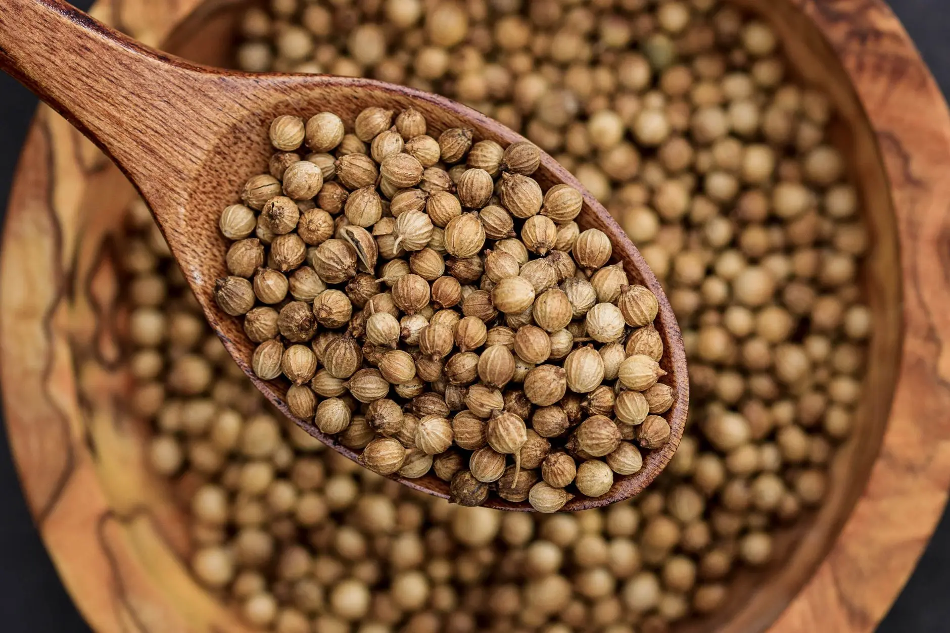 wooden spoon heaped with whole coriander seeds
