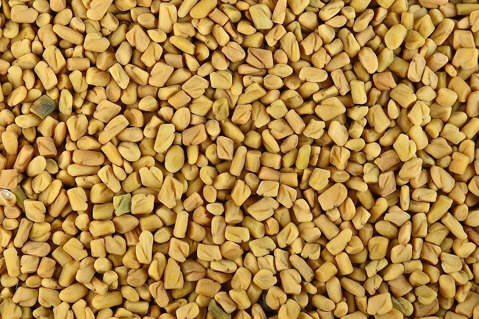 tight close-up texture of many fenugreek seeds