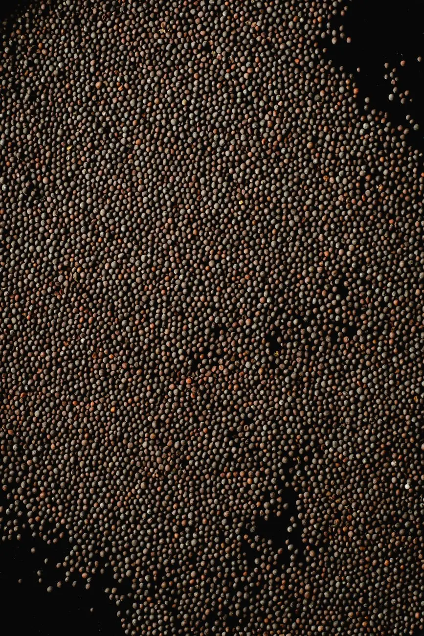 scattered black mustard seeds on dark background